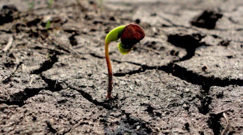 любовь увядает